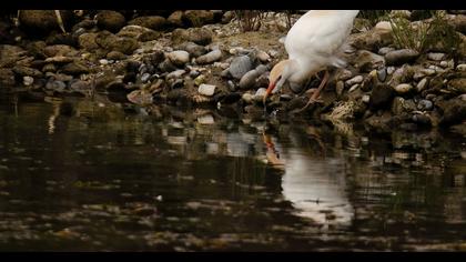 Sığır balıkçılı
