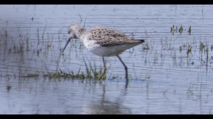 Bataklık düdükçünü