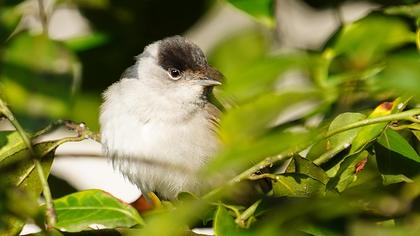 Karabaşlı ötleğen