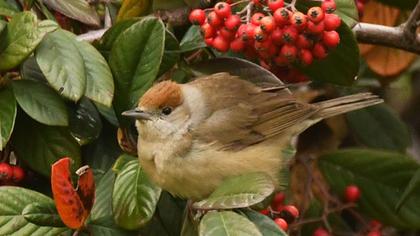 Karabaşlı ötleğen
