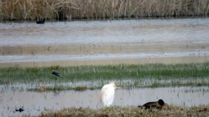 Sığır balıkçılı