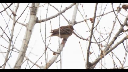 Kızılgerdanlı incirkuşu