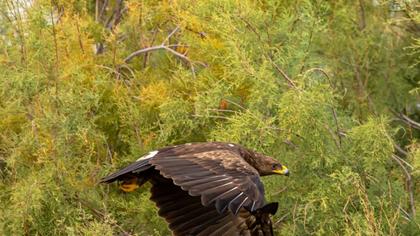 Küçük orman kartalı