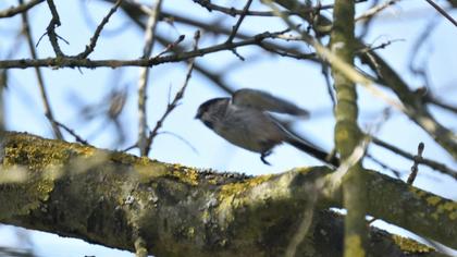 Uzunkuyruklu baştankara