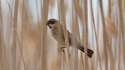 Bataklık Kirazkuşu