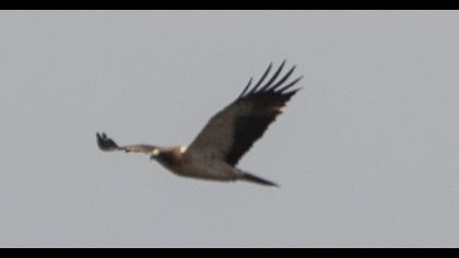 Küçük kartal