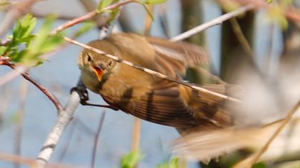 Bataklık kamışçını