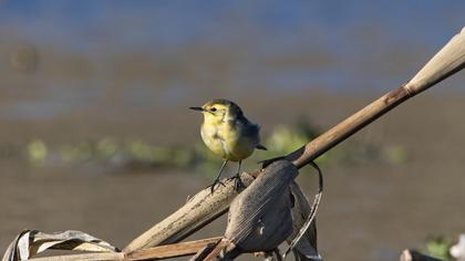 Sarıbaşlı kuyruksallayan