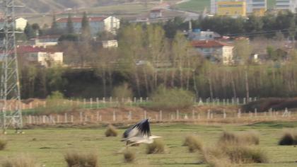 Gri balıkçıl