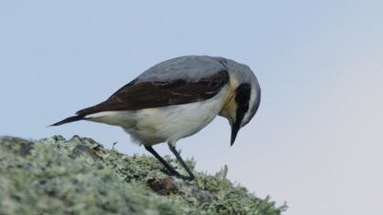 Kuyrukkakan