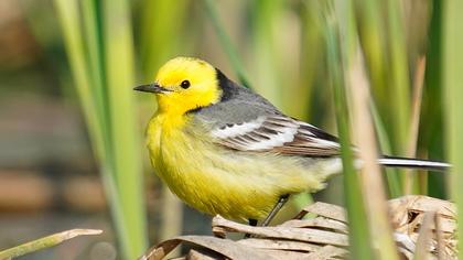 Sarıbaşlı kuyruksallayan