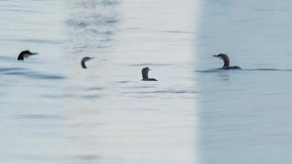 Karagerdanlı dalgıç