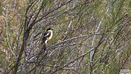 Kızılbaşlı örümcekkuşu