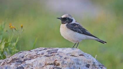 Karakulaklı kuyrukkakan