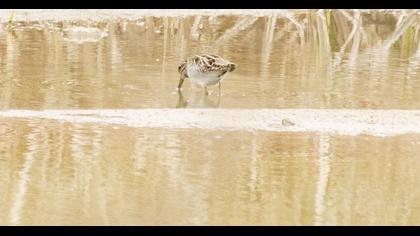 Küçük suçulluğu