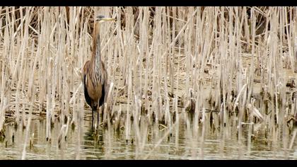 Erguvani balıkçıl