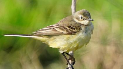 Sarı kuyruksallayan