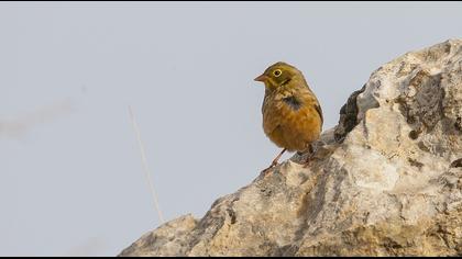 Ortolan Bunting