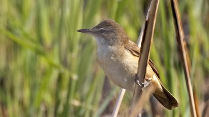 Büyük kamışçın