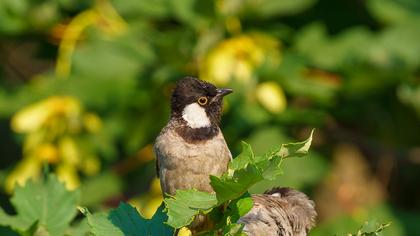 Akyanaklı arapbülbülü