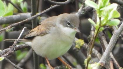 Akgerdanlı ötleğen