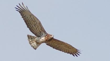 Yılan kartalı
