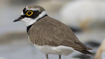 Halkalı küçük cılıbıt