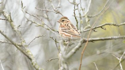 Akkaşlı kirazkuşu