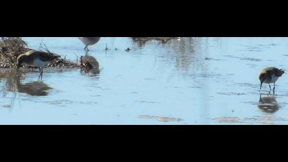 Sarıbacaklı kumkuşu