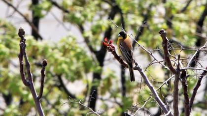 Karabaşlı kirazkuşu