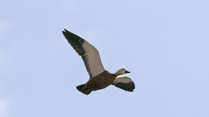 Angıt