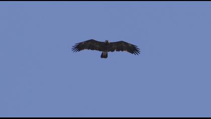 Lesser Spotted Eagle