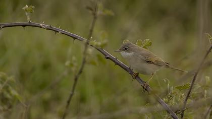 Akgerdanlı ötleğen