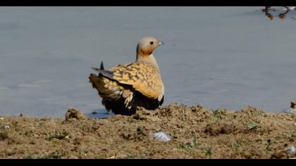 Black-bellied Sandgrouse