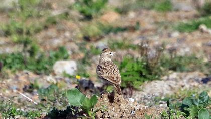 Greater Short-toed Lark