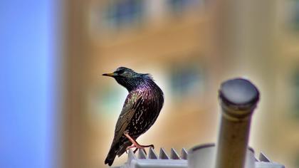 Common Starling