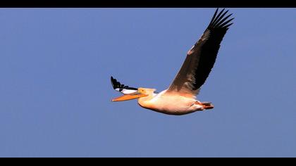 Ak pelikan