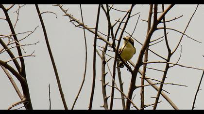 Kızılbaşlı örümcekkuşu