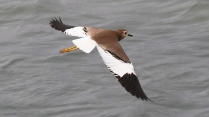 Akkuyruklu kızkuşu