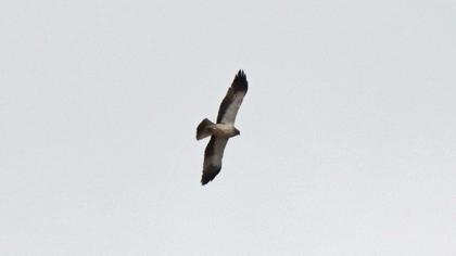 Booted Eagle