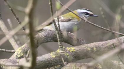 Common Firecrest