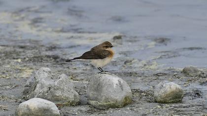 Karakulaklı kuyrukkakan