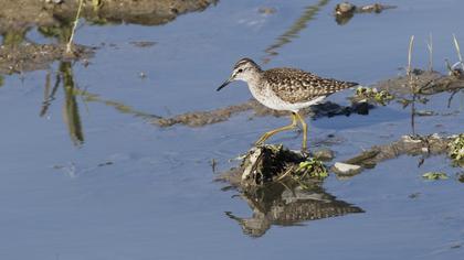 Orman düdükçünü