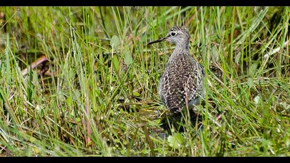 Orman düdükçünü