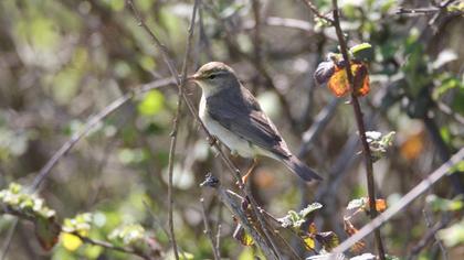Willow Warbler