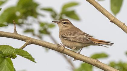 Rufous-tailed Scrub Robin
