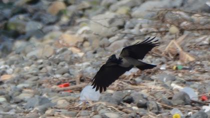 Hooded Crow