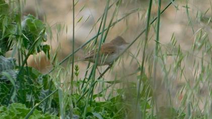 Akgerdanlı ötleğen