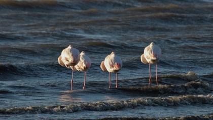 Flamingo