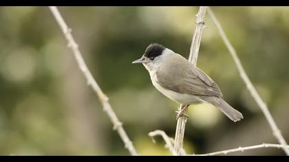 Karabaşlı ötleğen